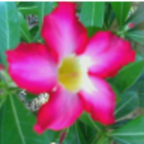ginak_247